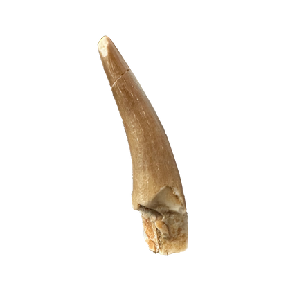 Plesiosaurus Tooth (Zarafasaura)