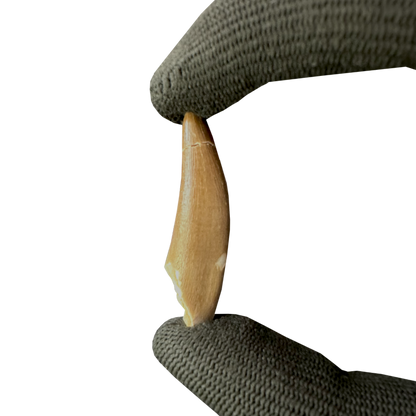 Plesiosaurus Tooth (Zarafasaura)