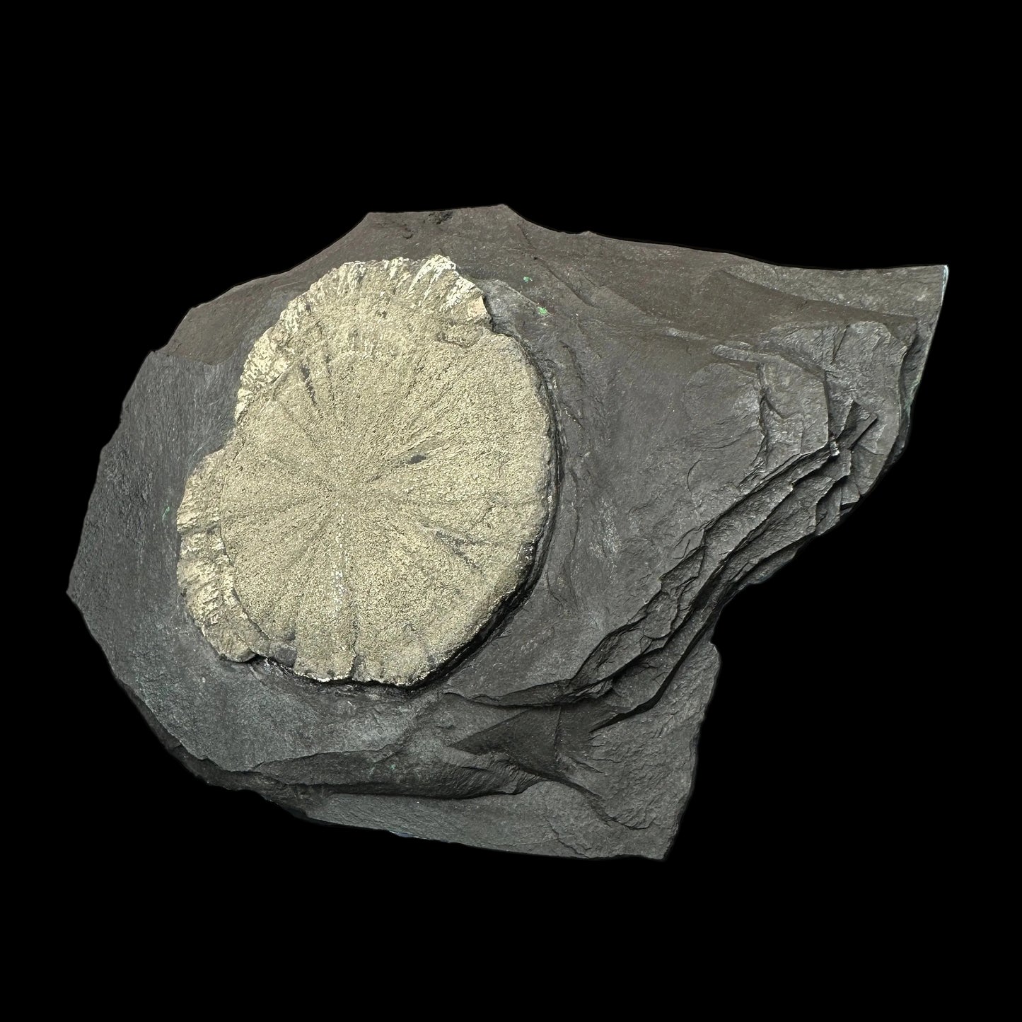 Pyrite Sun on Slate