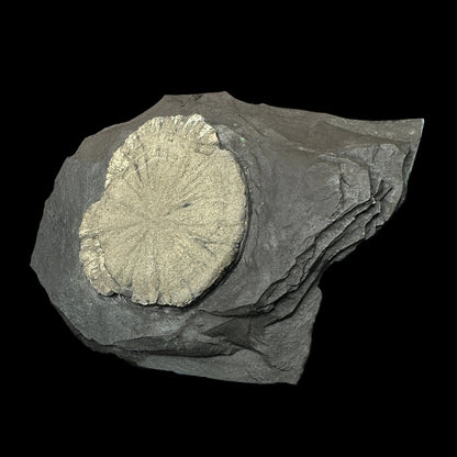 Pyrite Sun on Slate