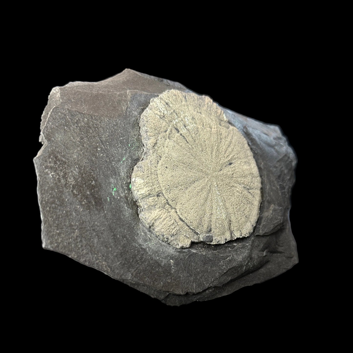 Pyrite Sun on Slate