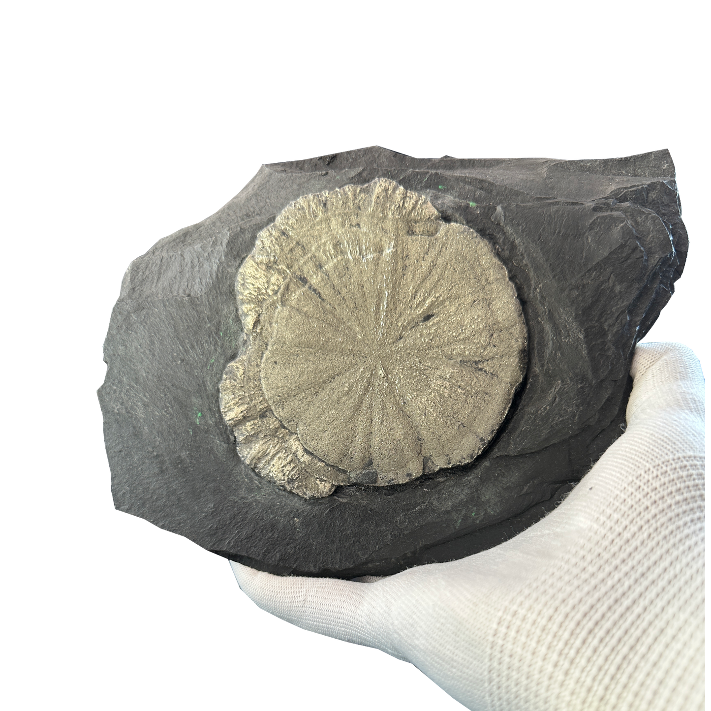 Pyrite Sun on Slate