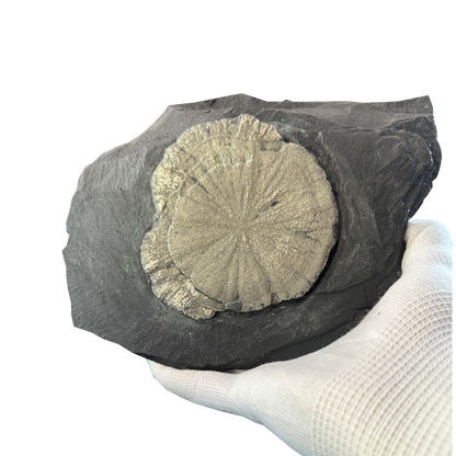 Pyrite Sun on Slate
