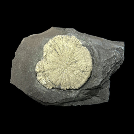 Pyrite Sun on Slate