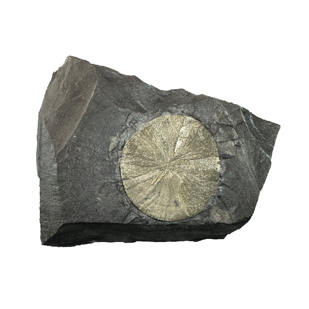 Pyrite Sun on Slate