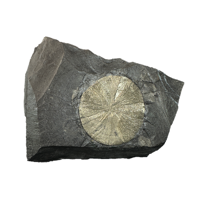Pyrite Sun on Slate