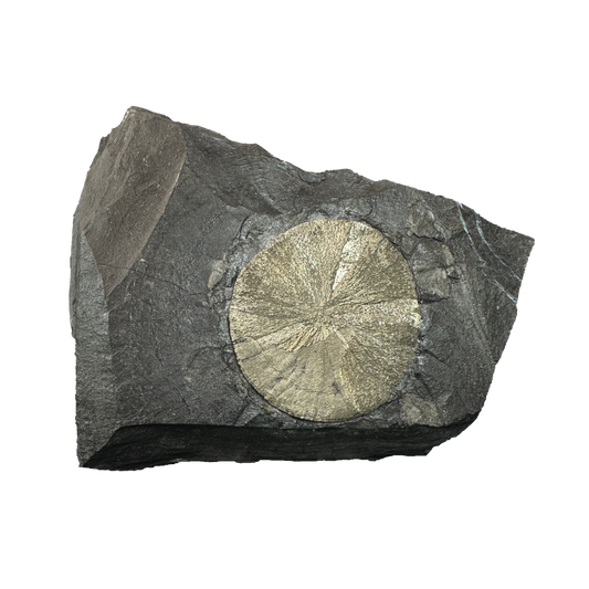 Pyrite Sun on Slate
