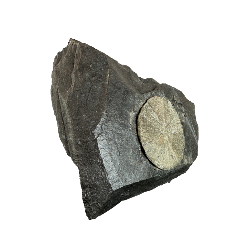 Pyrite Sun on Slate