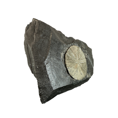 Pyrite Sun on Slate