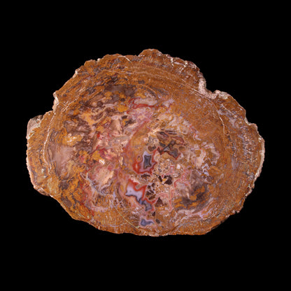 Petrified Wood Plate