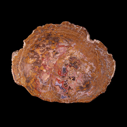 Petrified Wood Plate