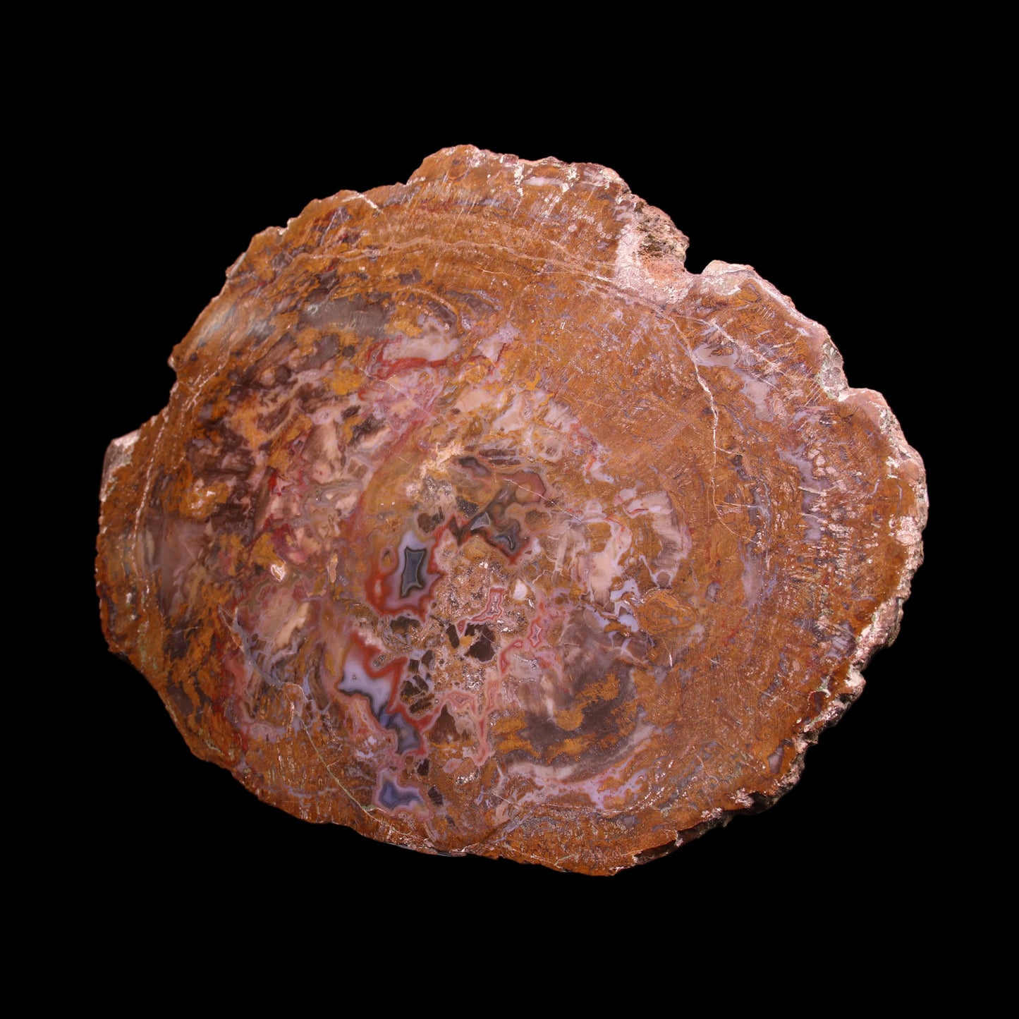 Petrified Wood Plate