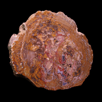 Petrified Wood Plate