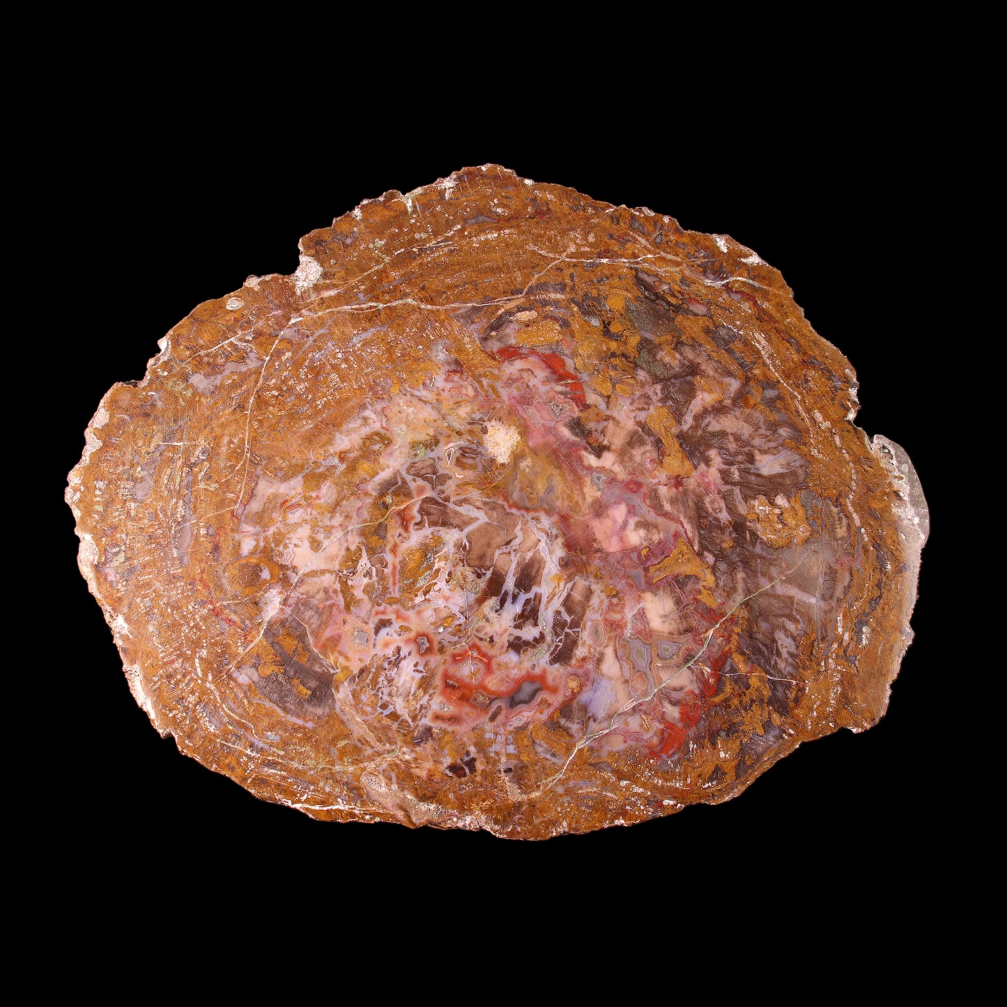 Petrified Wood Plate
