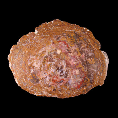 Petrified Wood Plate