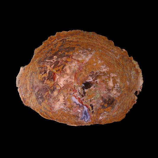 Petrified Wood Plate