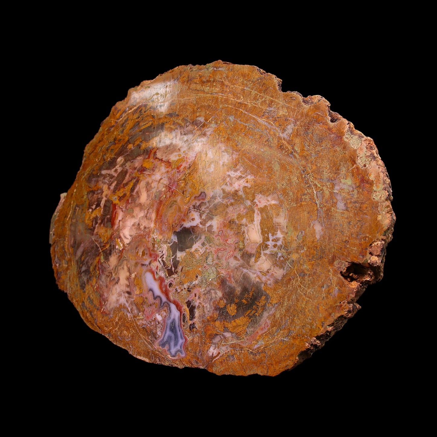 Petrified Wood Plate