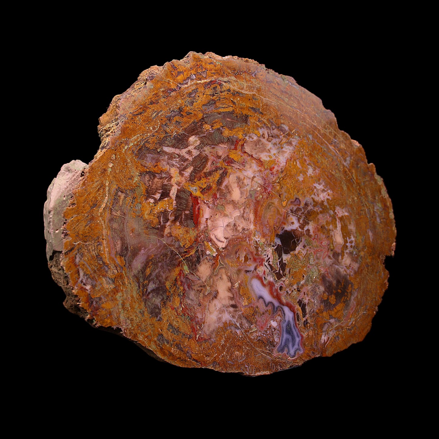 Petrified Wood Plate