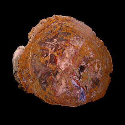 Petrified Wood Plate