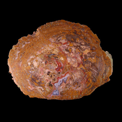 Petrified Wood Plate