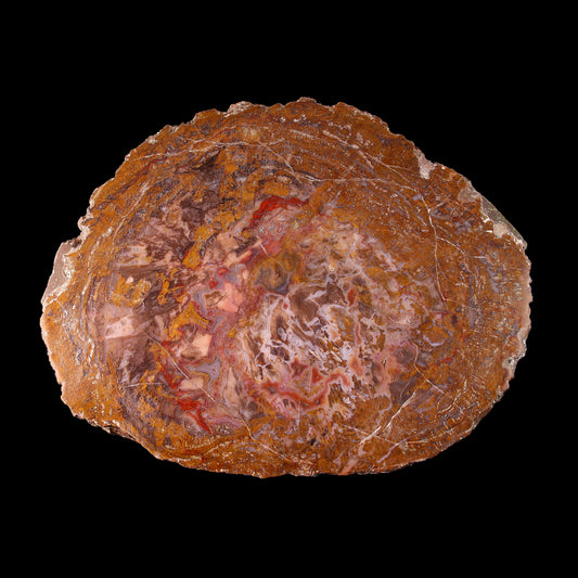 Petrified Wood Plate