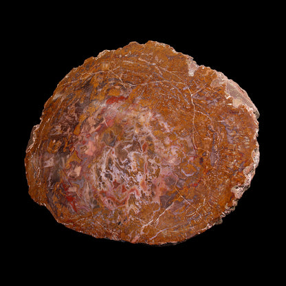 Petrified Wood Plate
