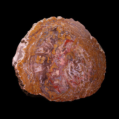 Petrified Wood Plate