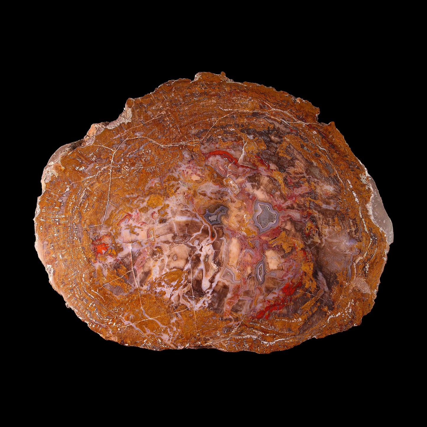 Petrified Wood Plate
