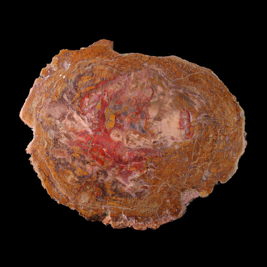 Petrified Wood Plate