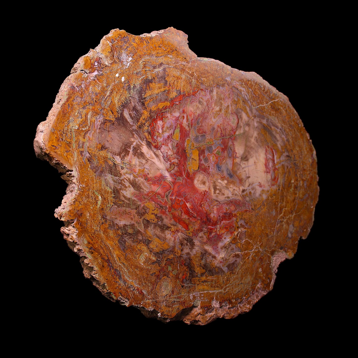 Petrified Wood Plate