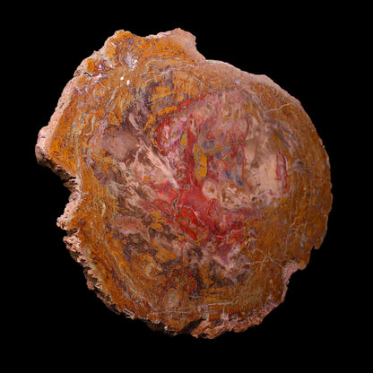 Petrified Wood Plate