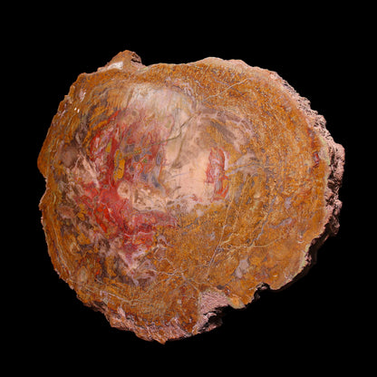 Petrified Wood Plate
