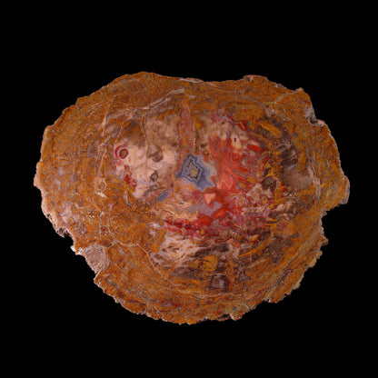 Petrified Wood Plate