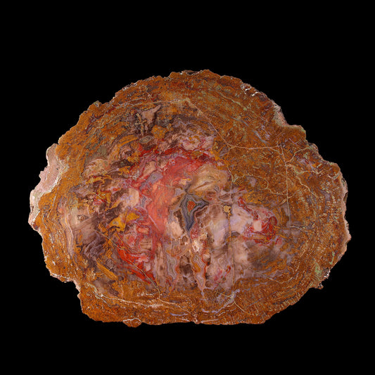 Petrified Wood Plate