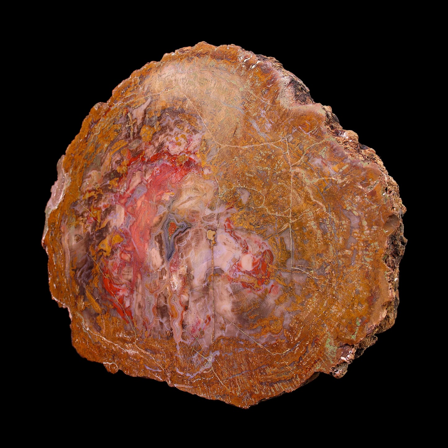 Petrified Wood Plate