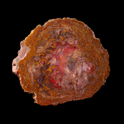 Petrified Wood Plate