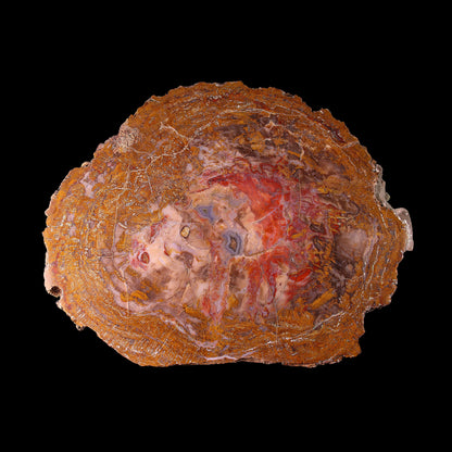 Petrified Wood Plate
