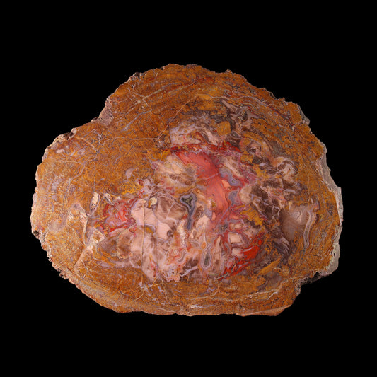 Petrified Wood Plate