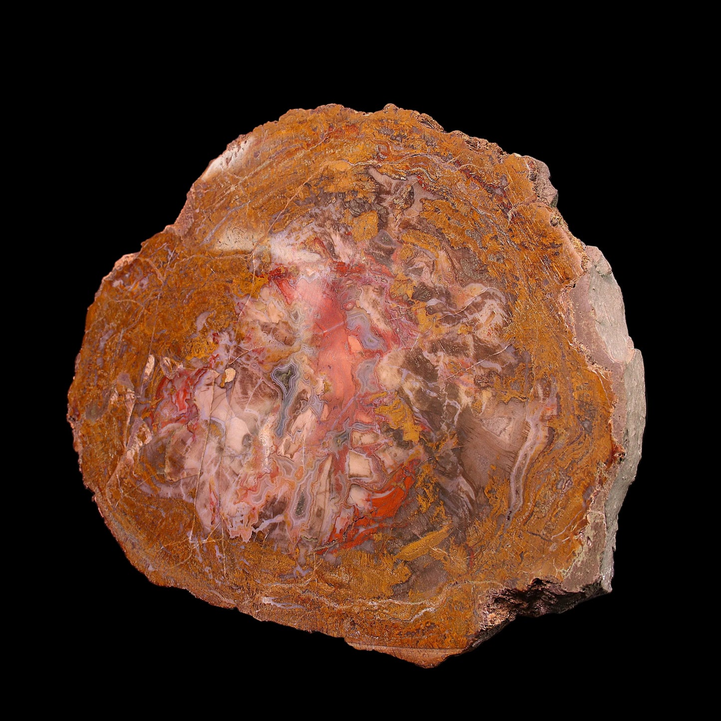 Petrified Wood Plate