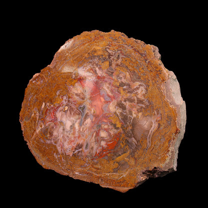 Petrified Wood Plate