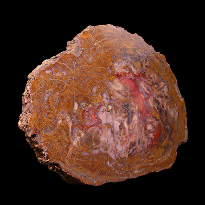 Petrified Wood Plate