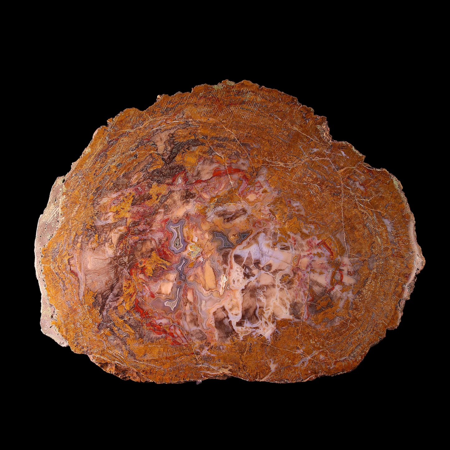 Petrified Wood Plate