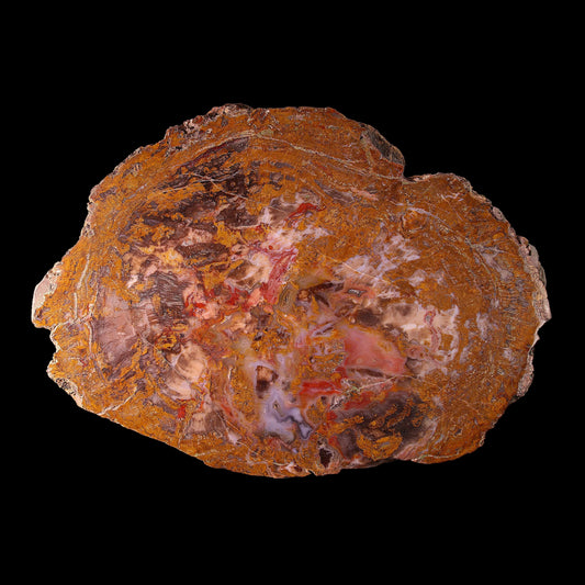 Petrified Wood Plate