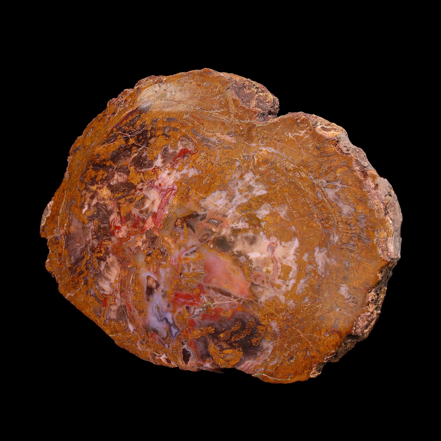 Petrified Wood Plate