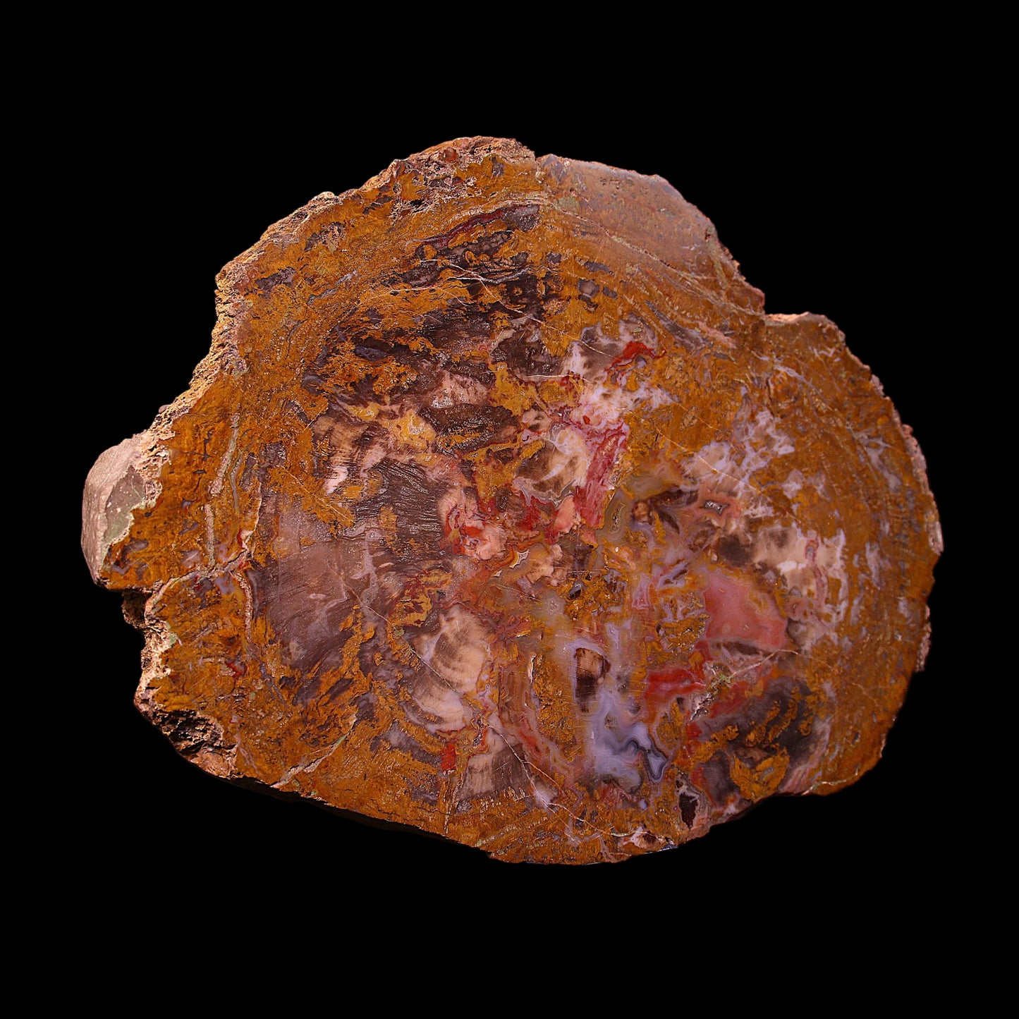 Petrified Wood Plate