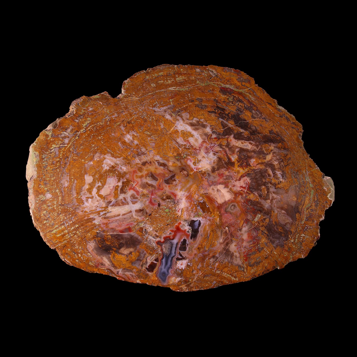 Petrified Wood Plate