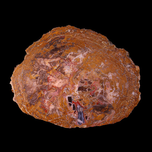 Petrified Wood Plate