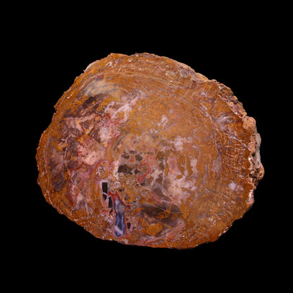 Petrified Wood Plate