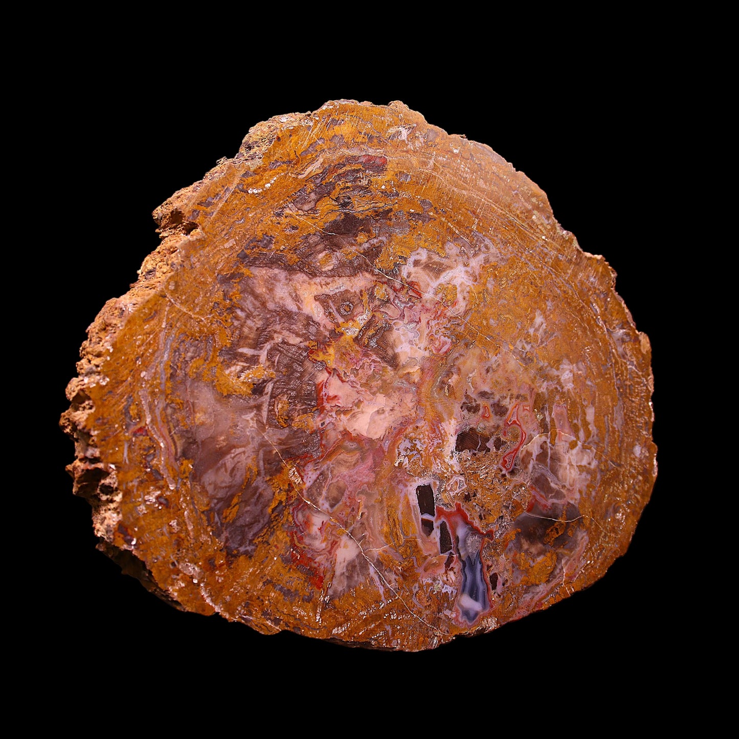 Petrified Wood Plate