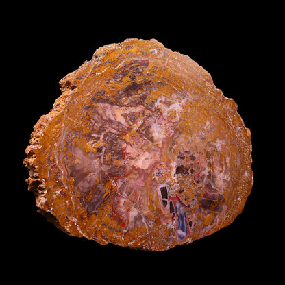Petrified Wood Plate